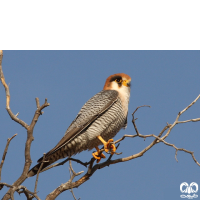 گونه شاهین سرحنایی Red-necked Falcon